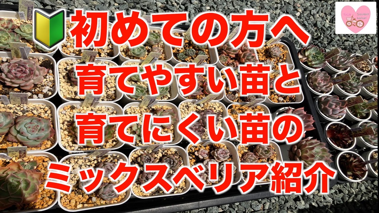 多肉植物・ガーデニング】おらいさん苗購入前の参考にどうぞ🚴 - YouTube