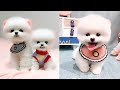 Tik Tok Chó Phốc Sóc Mini 😍 Funny and Cute Pomeranian 63