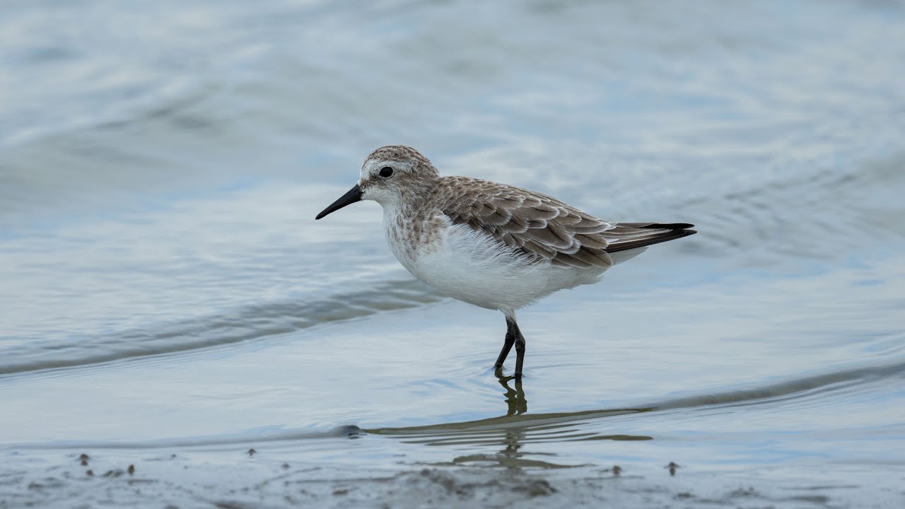 小濱鷸非繁殖羽 Little Stint Nonbreeding plumage (x2)