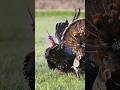 Противник передо мной, один удар  игра окончена 💥🎯shorts#shortsuiral#shortsfeed   turkey#hunting