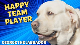 George the Labrador - Told by Sophie & Tim #dog #dogs #animals #animal #doglover #pets #pet #doglife