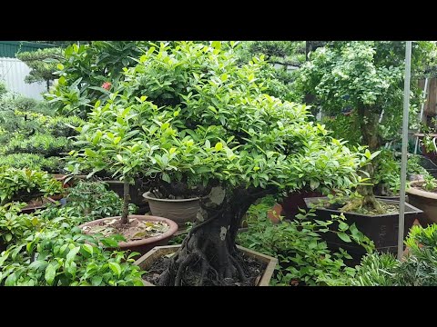 Video SH.2932.Bộ sưu tập Lộc Sung Túc dành cho các Bác thích... - youtube