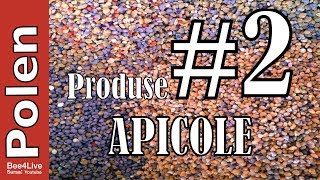 Polen De Albine Produse Apicole Bee Vlog