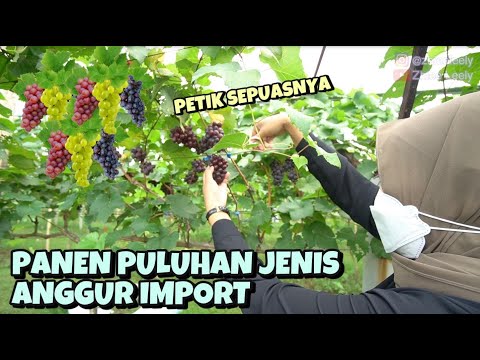 Video: Memanen Anggur