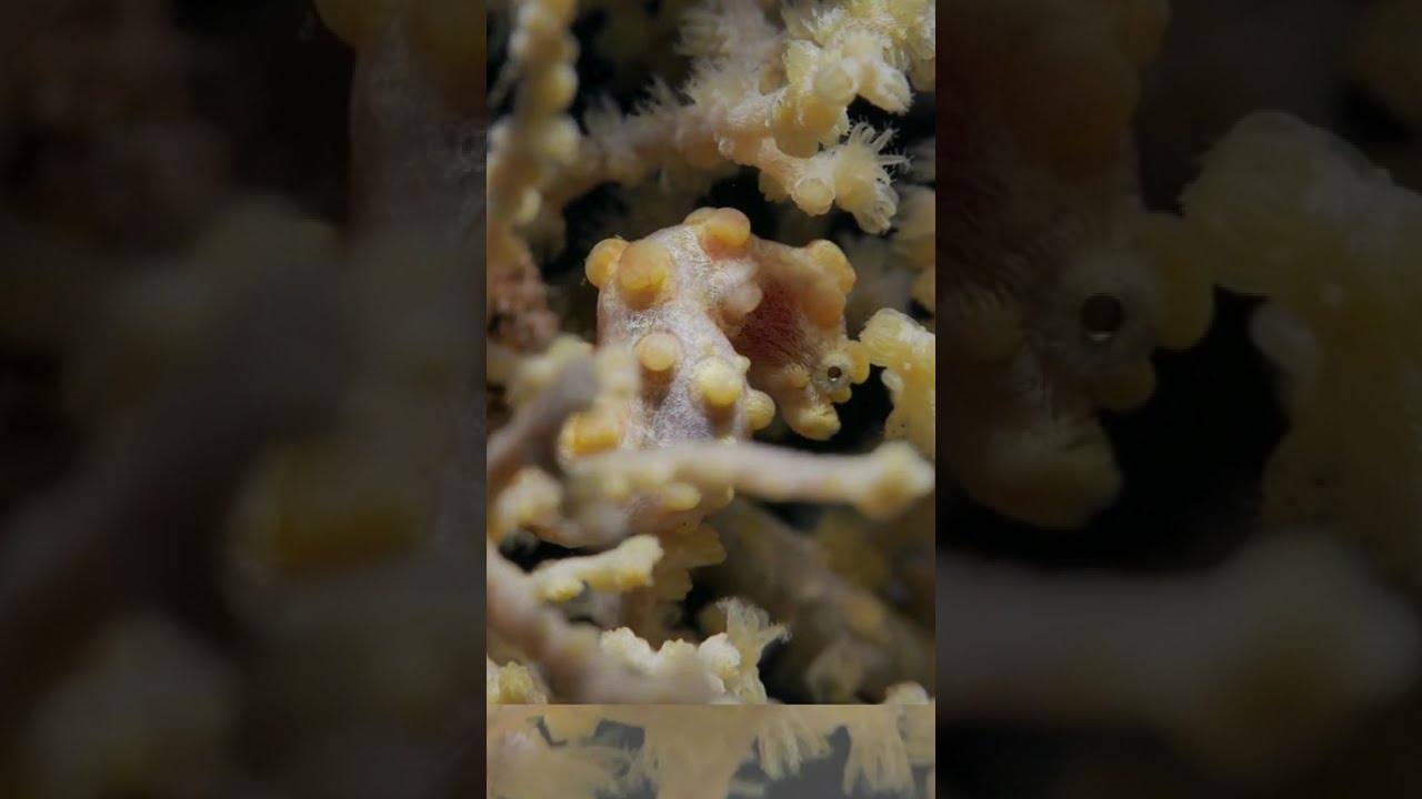 "The super tiny seahorse: Pygmy seahorse" 