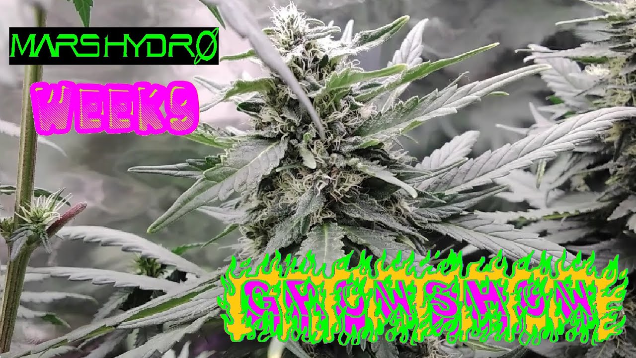 Big Juicy Buds Cannabis Plants, Weed Plants Grow Show W Mars Hydro 
