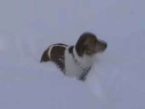 A Mini Dachshund In A Foot Of Snow - YouTube