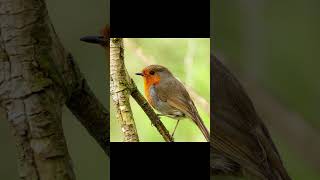 My most detailed Robin photos... #photography #photographer #wildlife #foryou #nature