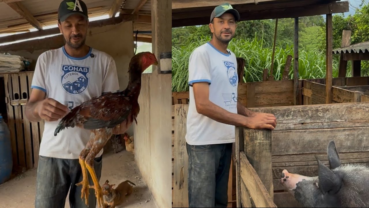 O RARO E PROCURADO GALO GIGANTE MALAIO E OS PORCOS GIGANTES DO @karinaeguilherme05 . 
