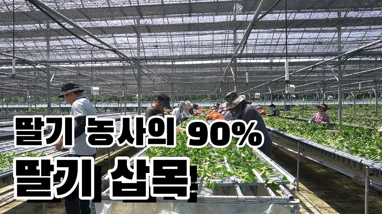 딸기 삽목하기 - 모종 심는 법