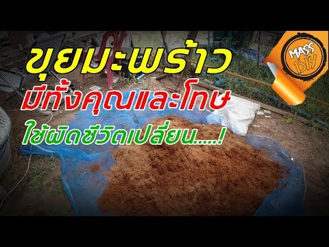 ขุยมะพร้าว มีทั้งคุณและโทษ ใช้ผิดชีวิตเปลี่ยน...!