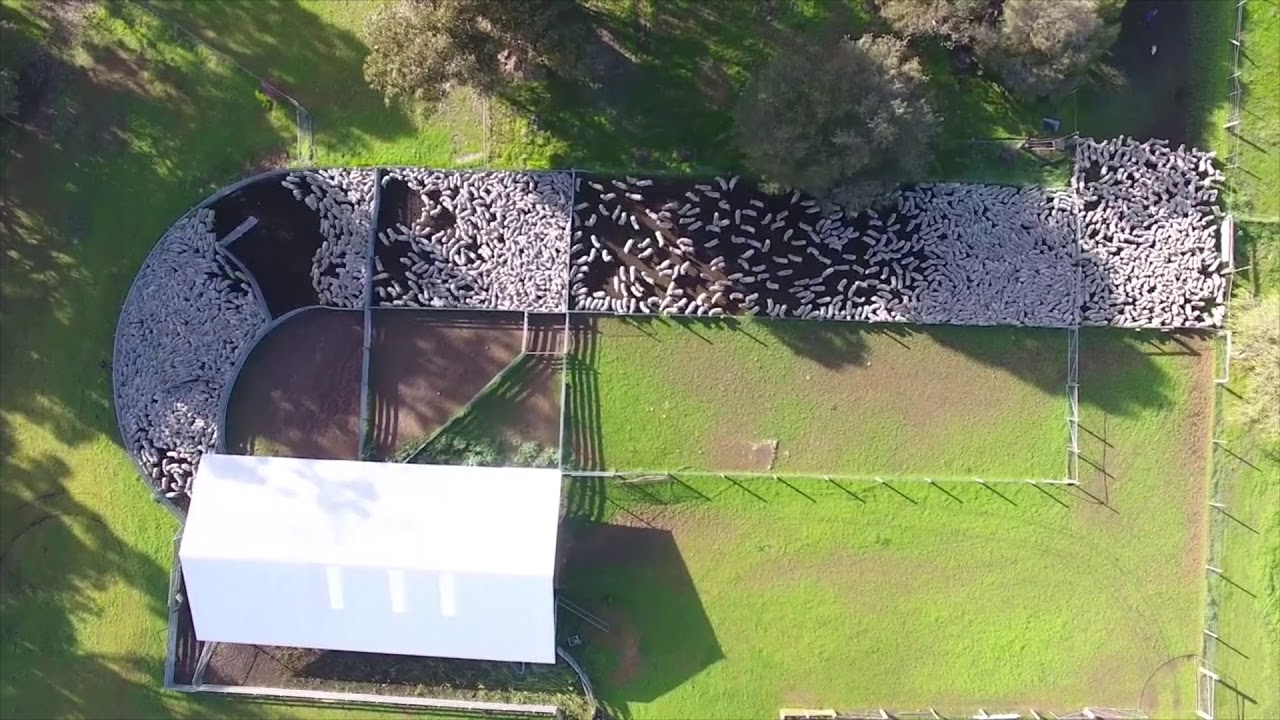 Drone Video Shows Mesmerising Movements of Farm Sheep