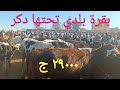 اسعار البقر بسوق السبت اليوم ١٤/ ١/ ٢٠٢٣م