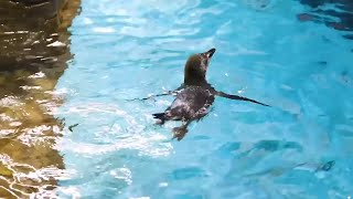 Rockhopper Chicks Swimming