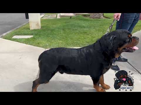 Breeding The Biggest AKC Rottweiler in the World