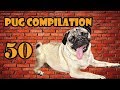 Pug Compilation 50 - Funny Dogs but only Pug Videos | Instapugs