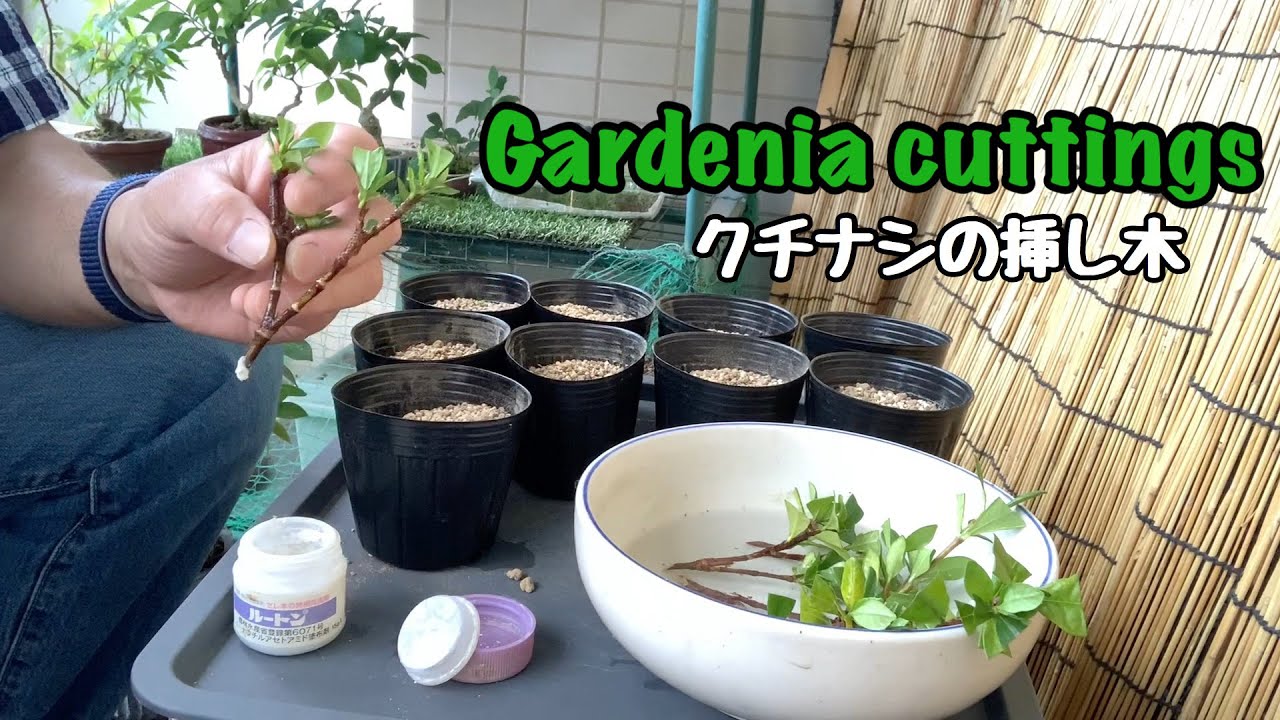 Gardenia Cuttings クチナシの挿し木 Youtube