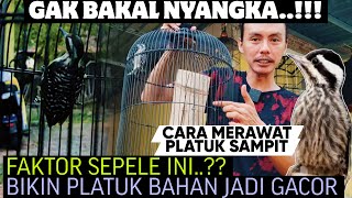 GAK NYANGKA, FAKTOR INI ‼️ CARA MUDAH MERAWAT BURUNG PLATUK BAHAN JADI CEPAT GACOR