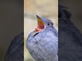 bird 🐦 sound to attract birds#birds#viral#