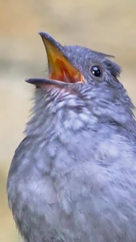 suara burung 🐦 untuk menarik burung#burung#viral#