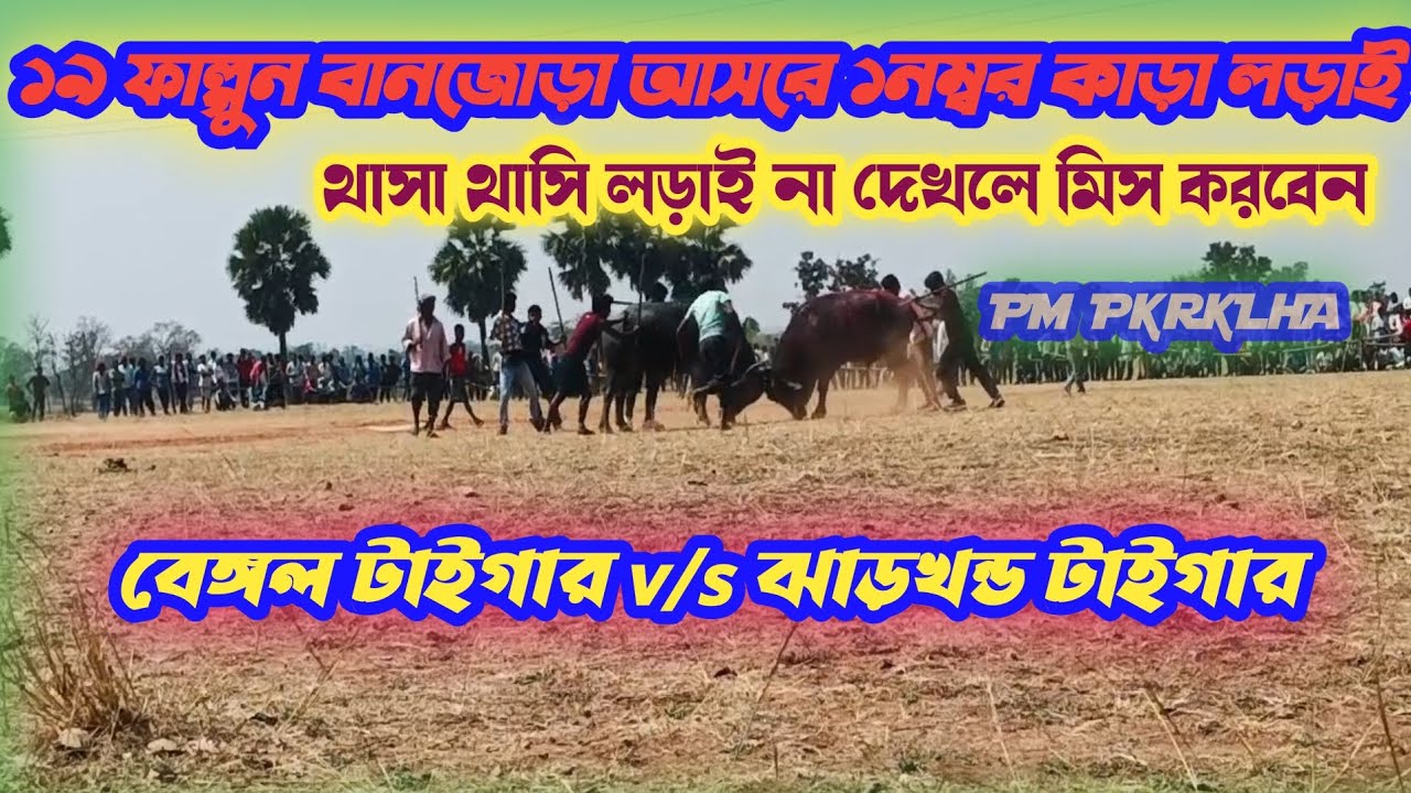 💥বানজোড়া আসরে ১নম্বর কাড়া লড়াই 🔥কুটা কুটি দেখাই পরাজিত হলেন.. Bengal v/s Jharkhand ###