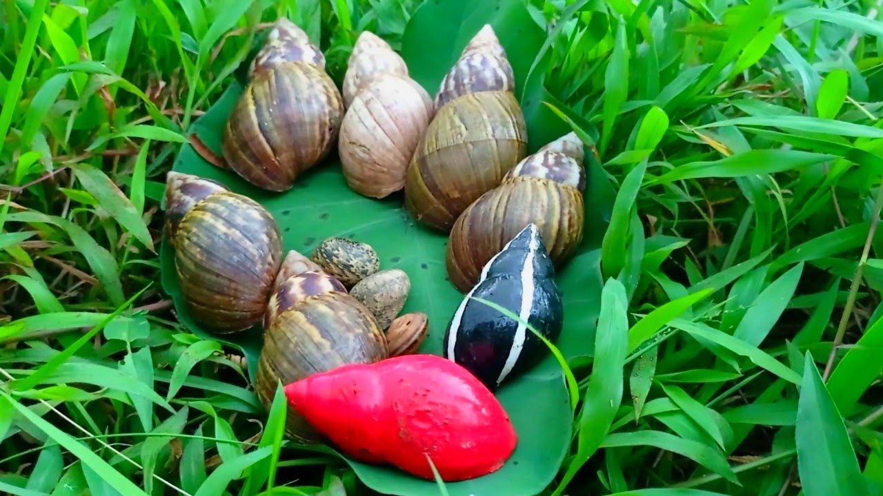 cari siput,bekicot,kelomang warna warni,siput gepeng - YouTube