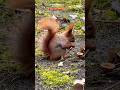 Welcome to Poland 🇵🇱❣️ #warszawa #poland #warsaw #łazienka #nature #travel #shorts #squirrel