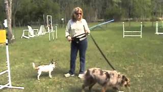 Teaching Your Dog to 'Lets Go' by TheDogSmith 2,099 views 12 years ago 3 minutes, 45 seconds