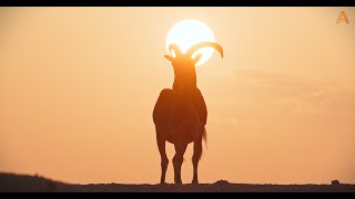 Animalia  Ramadan Kareem  Sir Bani Yas