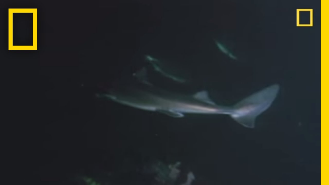 Shark vs. Octopus | National Geographic