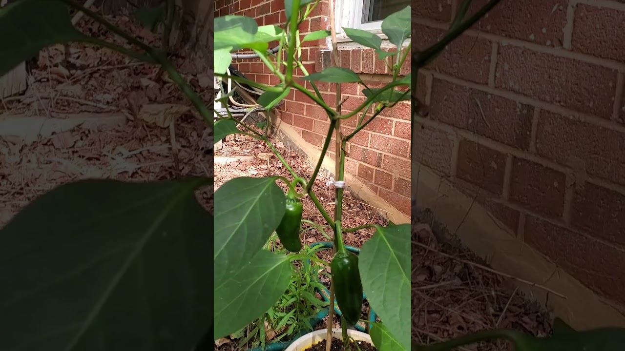 My Flower Pots Gardening - YouTube