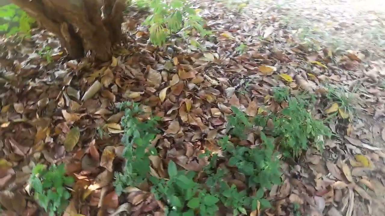 ฝนตกหน้าแล้งวันนี้ผลไม้ออกผลดี