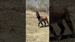 ¡HEMOS JUNTADO A TODOS LOS BURROS! by Fundación Santuario Gaia 3,354 views 1 month ago 6 minutes, 28 seconds