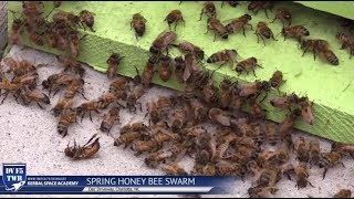 Spring Bee Swarm Relocation
