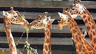 Parc Zoologique de Paris - Zoo de Vincennes