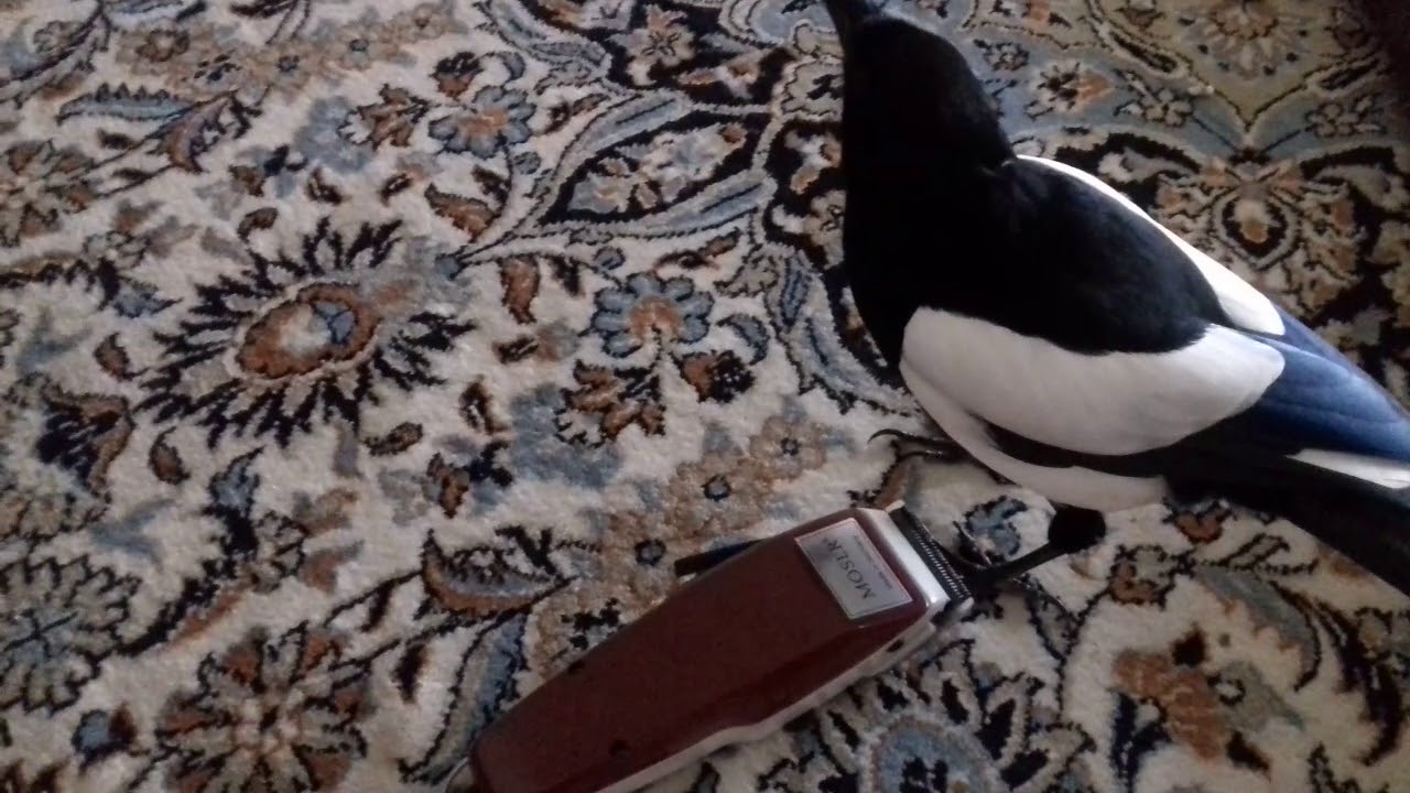 جنگ اسکار با ریش تراش