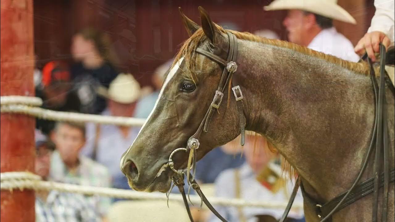 2022 Cudd Quarter Horses Production Sale Recap YouTube