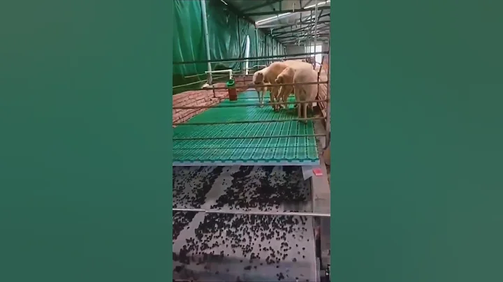 How Russian Goat Farms Use Goat Poop for Fertilizer! 🐐💩💰