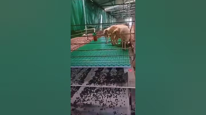 How Russian Goat Farms Use Goat Poop for Fertilizer! 🐐💩💰