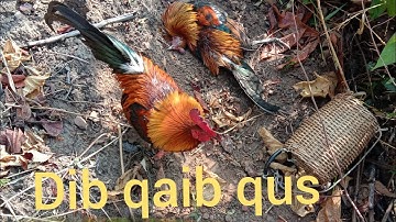 Dib qaib qus tuaj zoo heev li tua tau tseem ciaj2
