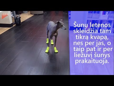 Video: Pristatome šunis, kai susituokei