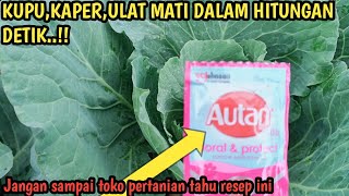 Cara mengatasi kupu ulat keper pada kobis,sekali semprot langsung K.O