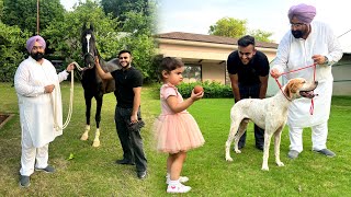 MLA Who Owns Biggest Dogs & Horses in Punjab😱😍