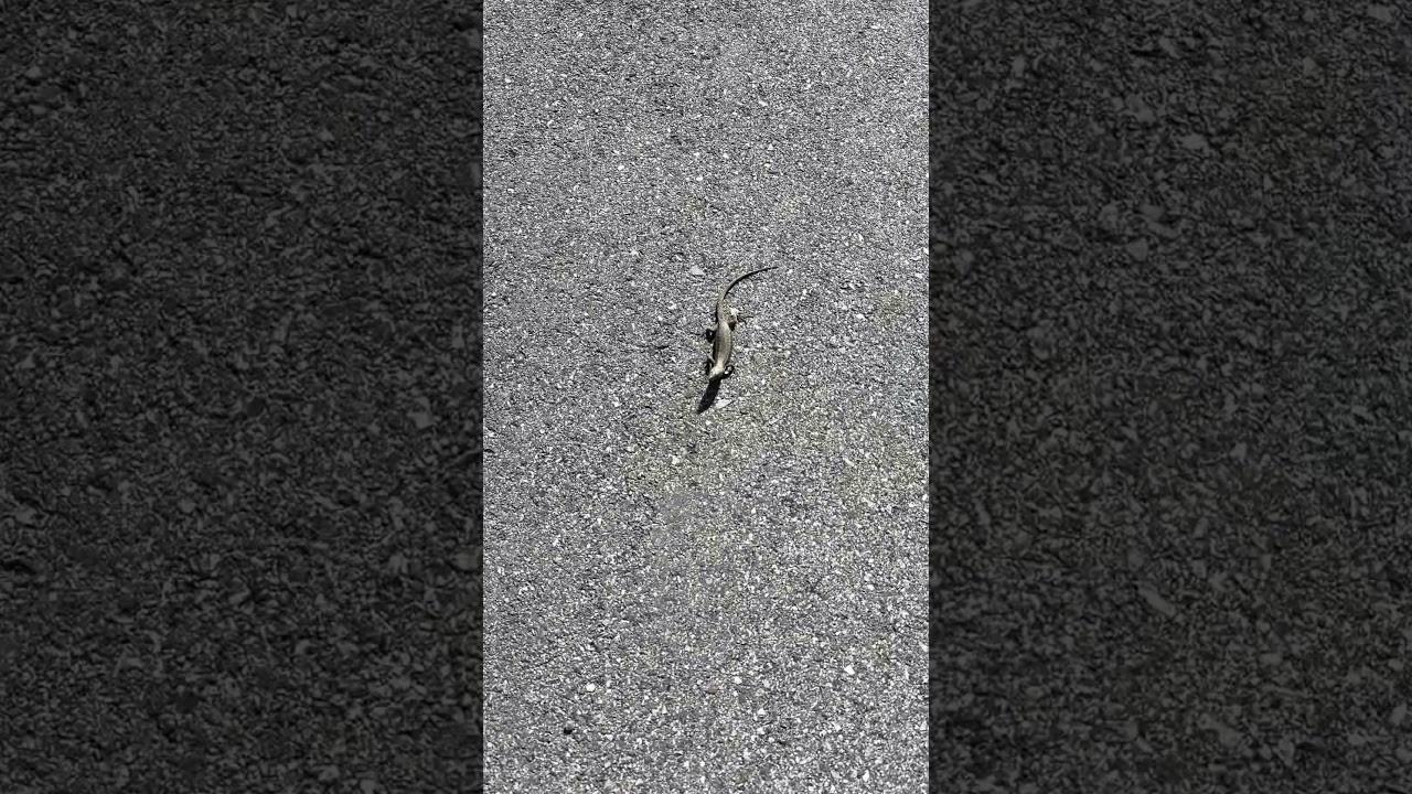 Hey Lizard King! 🦎