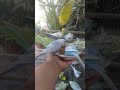 Discover the Fascinating World of Rainbow Budgies