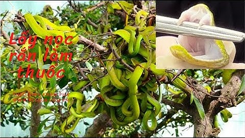 Xem biểu diễn lấy nọc rắn hổ mang đất và rắn lục xanh đuôi đỏ