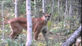 Mountain Lion encounter in Montana Close Encounter With Mountain Lion