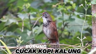 Burung cucak kopi kalung gacor di alam liar | Hunting burung di alam liar 