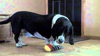 Weasel Ball Dog Toy - BoredDogs.com