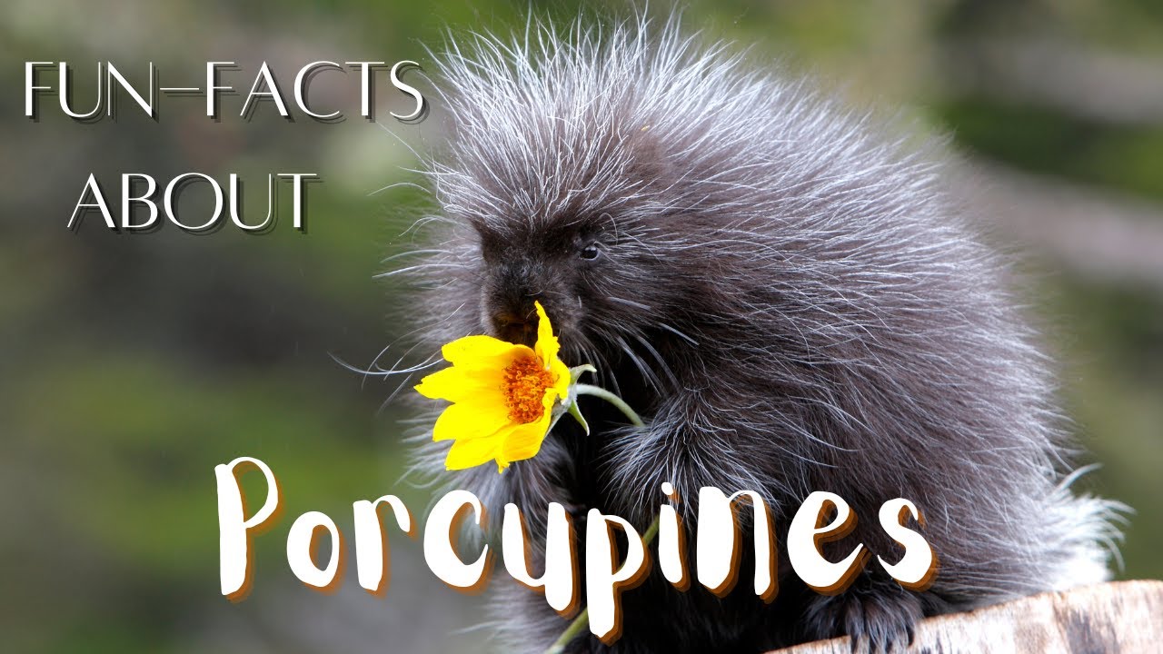 Top 10 Fun Facts About Porcupines #aninals#nature - YouTube
